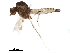  ( - BIOUG43407-E12)  @11 [ ] CreativeCommons - Attribution (2019) CBG Photography Group Centre for Biodiversity Genomics