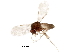  ( - BIOUG42901-C10)  @11 [ ] CreativeCommons - Attribution (2018) CBG Photography Group Centre for Biodiversity Genomics