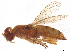  (Neanastatidae - BIOUG47725-B03)  @11 [ ] CreativeCommons - Attribution Share - Alike (2025) CBG Photography Group Centre for Biodiversity Genomics
