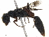  (Ampulex denticollis - BIOUG47969-A11)  @11 [ ] CreativeCommons - Attribution (2020) CBG Photography Group Centre for Biodiversity Genomics