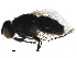  ( - BIOUG43871-D12)  @11 [ ] CreativeCommons - Attribution (2019) CBG Photography Group Centre for Biodiversity Genomics