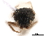  ( - BIOUG46245-C11)  @11 [ ] CreativeCommons - Attribution (2019) CBG Photography Group Centre for Biodiversity Genomics