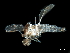  ( - BIOUG43158-D02)  @11 [ ] CreativeCommons - Attribution (2019) CBG Photography Group Centre for Biodiversity Genomics