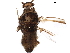  ( - BIOUG43212-B10)  @11 [ ] CreativeCommons - Attribution (2019) CBG Photography Group Centre for Biodiversity Genomics