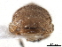  (Aenigmatistes - BIOUG46189-H09)  @11 [ ] CreativeCommons - Attribution (2019) CBG Photography Group Centre for Biodiversity Genomics