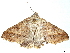  ( - BIOUG45939-F08)  @11 [ ] CreativeCommons - Attribution (2020) CBG Photography Group Centre for Biodiversity Genomics