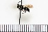  (Andrena tridens - 15052018FO-002Y-KV)  @13 [ ] (by) (2018) Unspecified Trent University