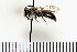  (Andrena pela - 15052018VC-007Y-KV)  @12 [ ] (by) (2018) Unspecified Trent University