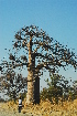  (Adansonia - OM0747)  @11 [ ] Unspecified (default): All Rights Reserved  Unspecified Unspecified