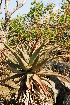  (Aloe marlothii - OM1490)  @13 [ ] Unspecified (default): All Rights Reserved  Unspecified Unspecified