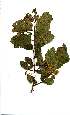  (Combretum edwardsii - Abbott 8935)  @11 [ ] Copyright  - Unspecified