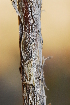  ( - RL1100)  @11 [ ] Unspecified (default): All Rights Reserved  Unspecified Unspecified