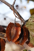  ( - RL1355.1)  @11 [ ] Unspecified (default): All Rights Reserved  Unspecified Unspecified