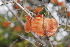  ( - RBN154.2)  @11 [ ] Unspecified (default): All Rights Reserved  Unspecified Unspecified