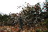  (Combretum cf. mkuzense - RBN154.2)  @11 [ ] Unspecified (default): All Rights Reserved  Unspecified Unspecified