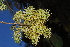  (Combretum collinum gazense - OM1045)  @11 [ ] Unspecified (default): All Rights Reserved  Unspecified Unspecified