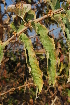  (Combretum eleagnoides - OM1028)  @11 [ ] Unspecified (default): All Rights Reserved  Unspecified Unspecified