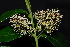  (Combretum kraussii - OM1536)  @11 [ ] Unspecified (default): All Rights Reserved  Unspecified Unspecified