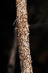  ( - RL1644.1)  @11 [ ] Unspecified (default): All Rights Reserved  Unspecified Unspecified