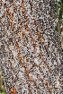  (Combretum psidioides - OM1044)  @11 [ ] Unspecified (default): All Rights Reserved  Unspecified Unspecified