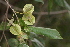  (Combretum stylesii - OM0997)  @11 [ ] Unspecified (default): All Rights Reserved  Unspecified Unspecified