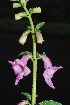 ( - OM0651)  @11 [ ] Unspecified (default): All Rights Reserved  Unspecified Unspecified