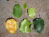  (Heywoodia - CS09)  @11 [ ] Unspecified (default): All Rights Reserved  Unspecified Unspecified