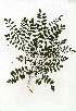  ( - CS12)  @11 [ ] Copyright  - Unspecified