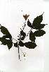  ( - CS14)  @11 [ ] Copyright  - Unspecified