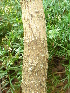  (Antidesma vogelianum - CS17)  @11 [ ] Unspecified (default): All Rights Reserved  Unspecified Unspecified