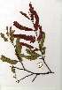  ( - CS26)  @11 [ ] Copyright  - Unspecified