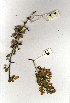  ( - CS33)  @11 [ ] Copyright  - Unspecified