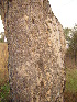 (Securidaca longepedunculata - CS33)  @11 [ ] Unspecified (default): All Rights Reserved  Unspecified Unspecified