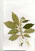  ( - CS34)  @11 [ ] Copyright  - Unspecified