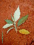  (Solanum mauritianum - CS34)  @11 [ ] Unspecified (default): All Rights Reserved  Unspecified Unspecified