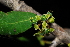  (Elaeodendron transvaalense - OM0403)  @11 [ ] Unspecified (default): All Rights Reserved  Unspecified Unspecified