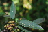  (Ficus salicifolia - OM2005)  @11 [ ] Unspecified (default): All Rights Reserved  Unspecified Unspecified