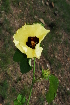  (Hibiscus calyphyllus - RBN108)  @11 [ ] Unspecified (default): All Rights Reserved  Unspecified Unspecified