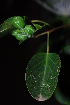  ( - OM0270)  @11 [ ] Unspecified (default): All Rights Reserved  Unspecified Unspecified