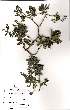  ( - OM0780)  @13 [ ] No Rights Reserved  Unspecified Unspecified