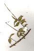  (Combretum oxystachium - OM1052)  @11 [ ] Copyright  - Unspecified