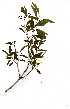  ( - OM1098)  @11 [ ] Copyright  - Unspecified