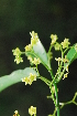  ( - OM1098)  @11 [ ] Unspecified (default): All Rights Reserved  Unspecified Unspecified