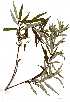  (Salix mucronata - OM1198)  @11 [ ] Copyright  - Unspecified