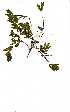  ( - OM1258)  @11 [ ] Copyright  - Unspecified