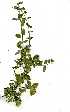  ( - OM1263)  @11 [ ] Copyright  - Unspecified