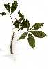  ( - OM1306)  @11 [ ] Copyright  - Unspecified