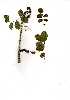  ( - OM1309)  @11 [ ] Copyright  - Unspecified