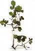  ( - OM1311)  @11 [ ] Copyright  - Unspecified