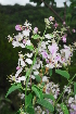  ( - OM1336)  @11 [ ] Unspecified (default): All Rights Reserved  Unspecified Unspecified